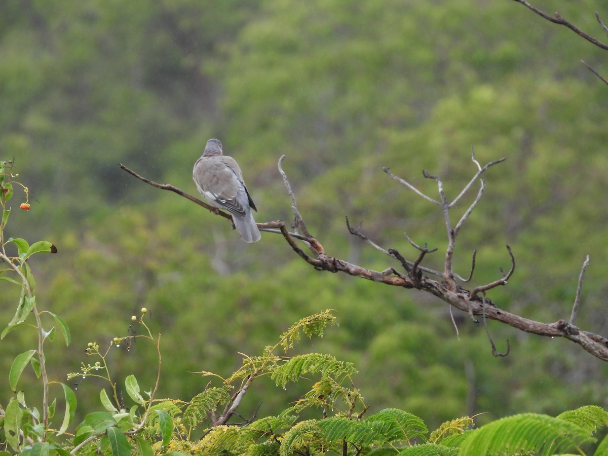 Bare-eyed Pigeon - ML615689653
