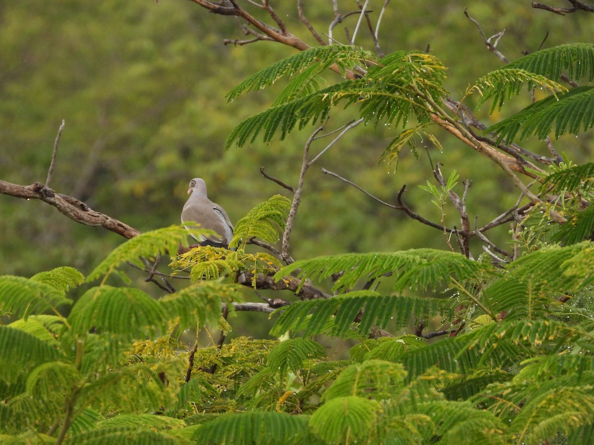 Bare-eyed Pigeon - ML615689657