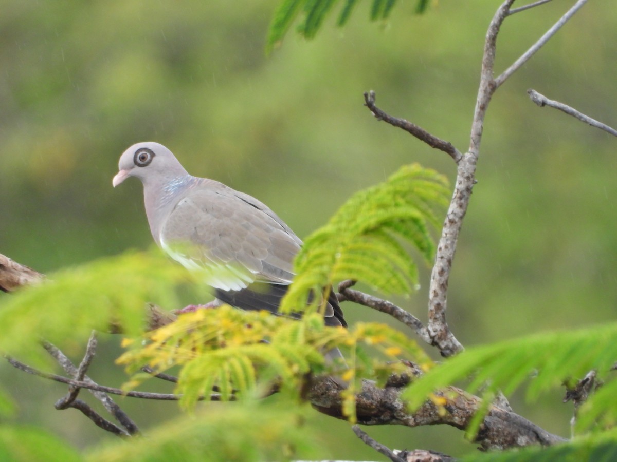 Bare-eyed Pigeon - ML615689660