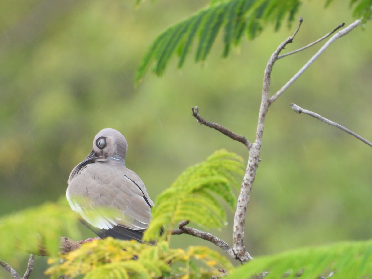 Bare-eyed Pigeon - ML615689661
