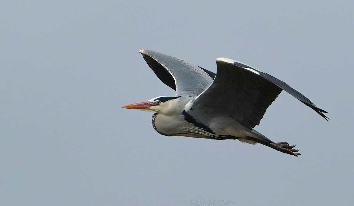 Gray Heron - ML615689701