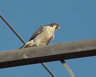 Peregrine Falcon - Muskoka Bird Records Data