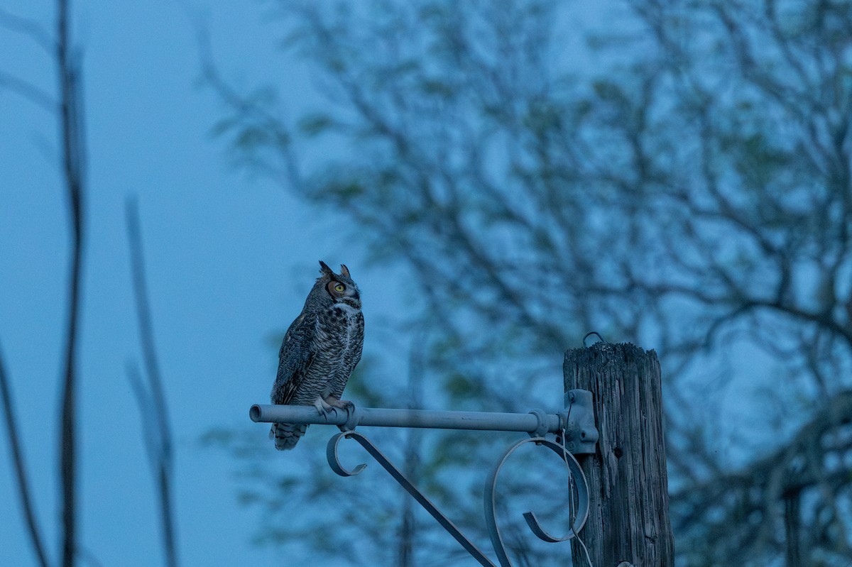 Great Horned Owl - ML615689712