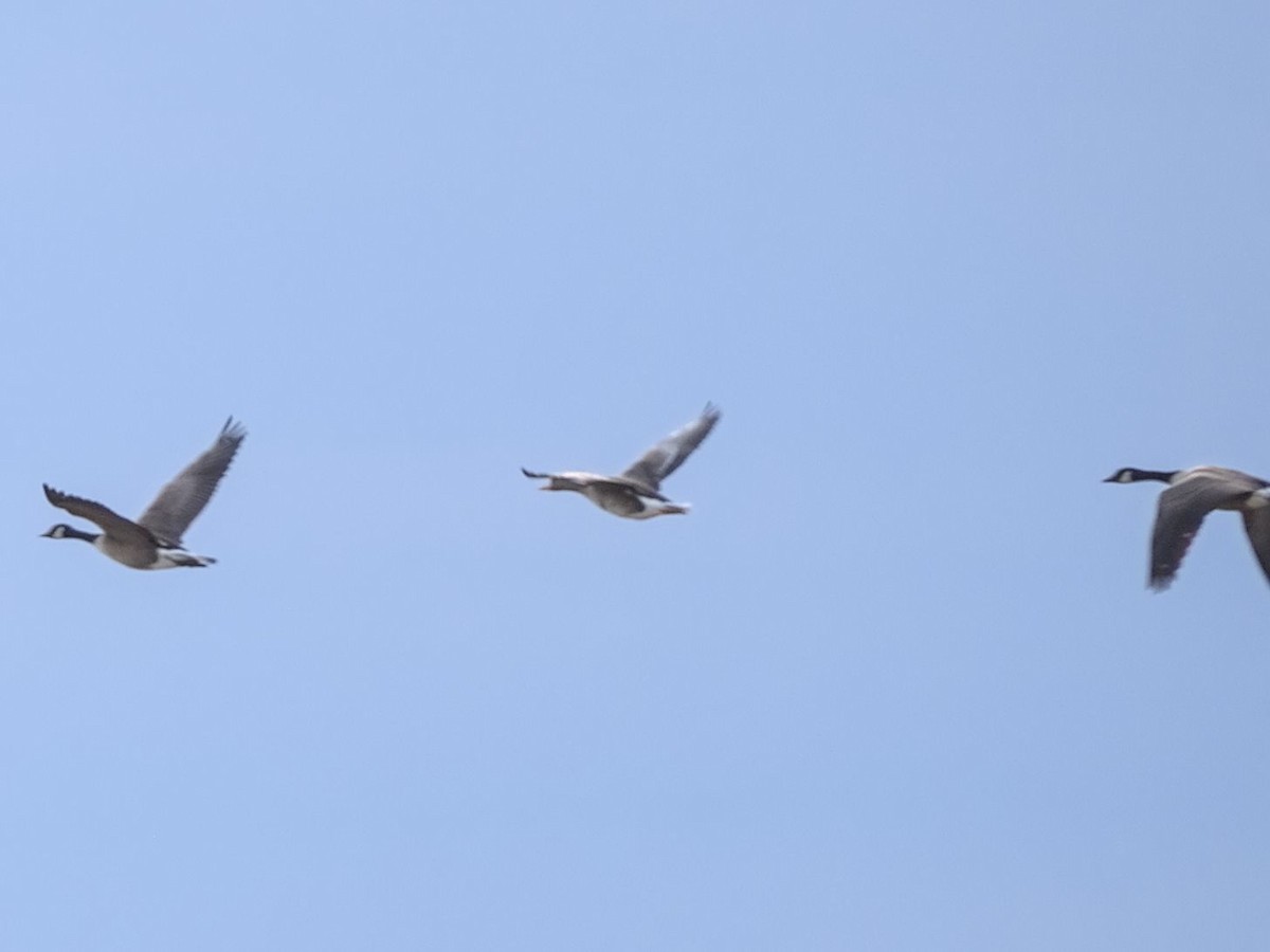 Greater White-fronted Goose - ML615689726