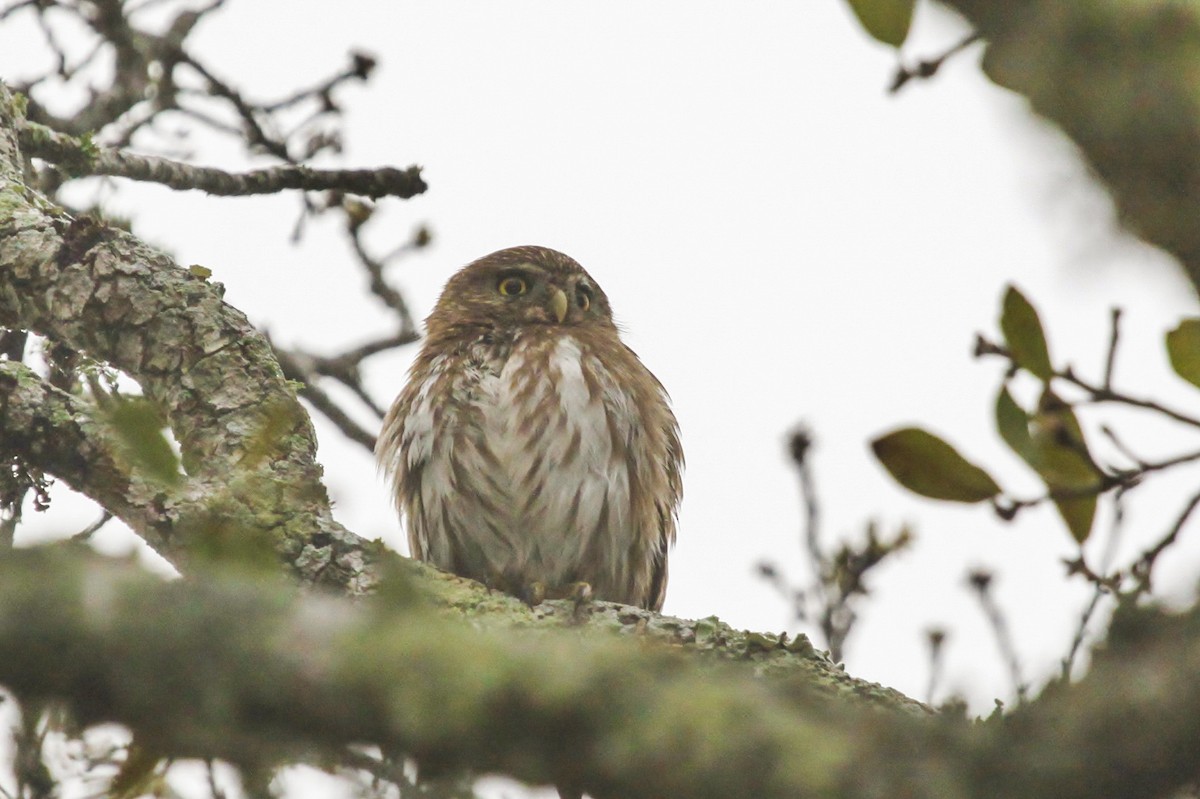 Ferruginous Pygmy-Owl - ML615689784