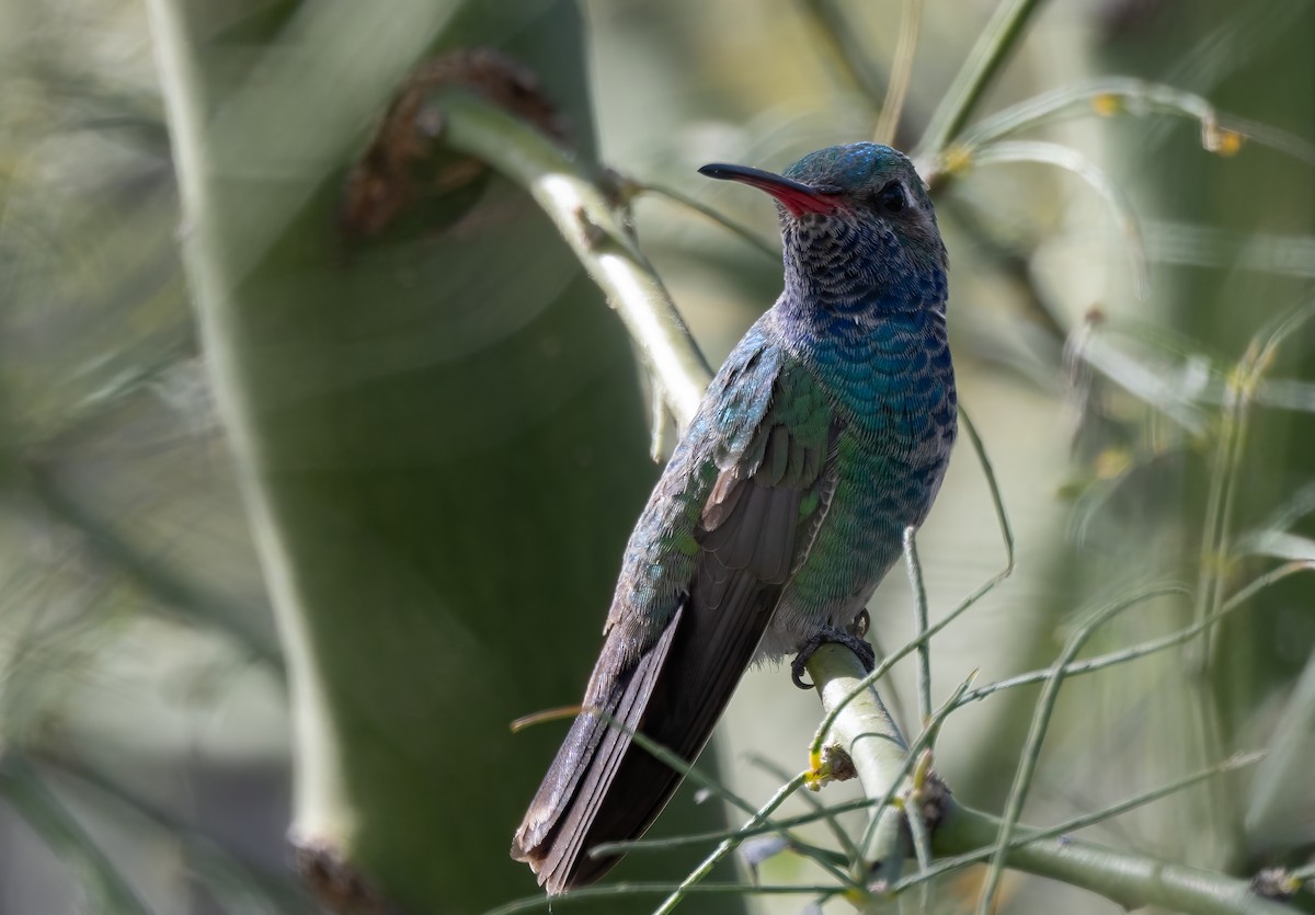 Broad-billed Hummingbird - John Sterling