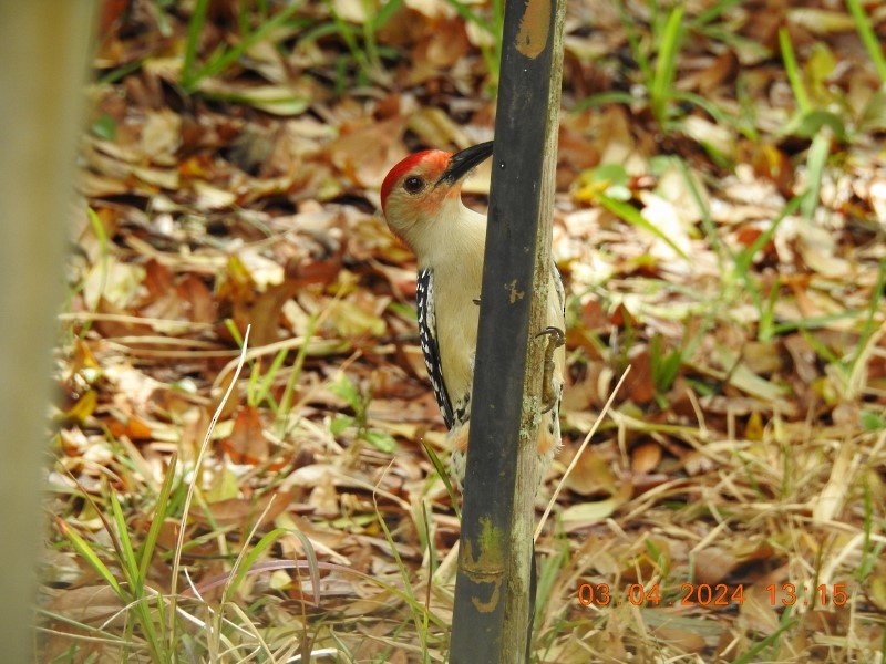 Red-bellied Woodpecker - ML615689804