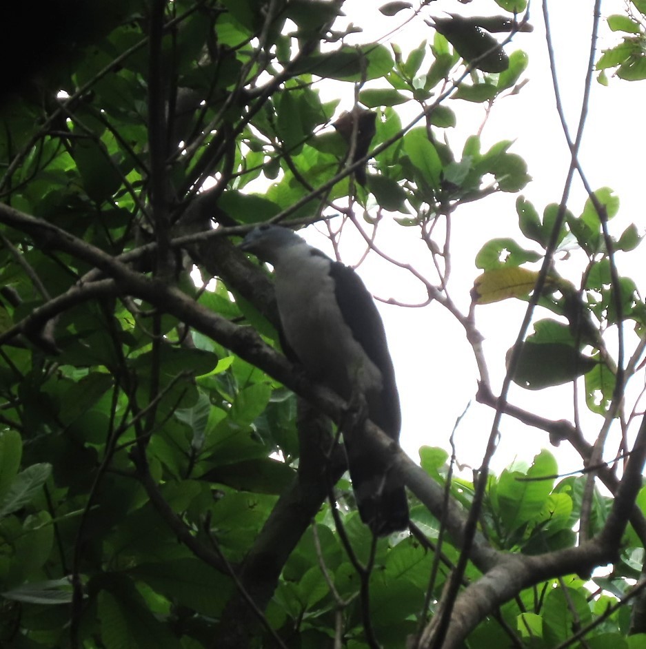 Gray-headed Kite - ML615689810