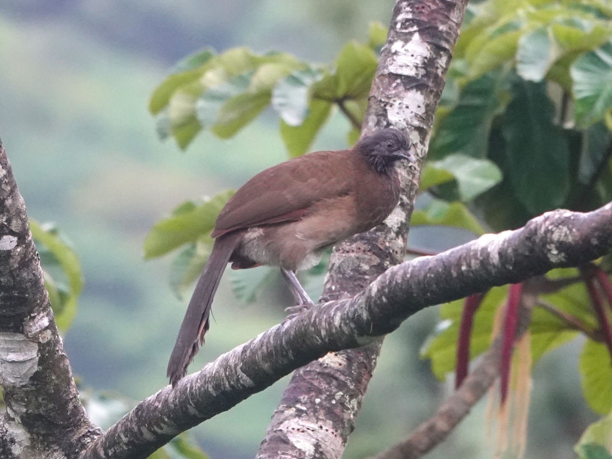 Gray-headed Chachalaca - ML615689829