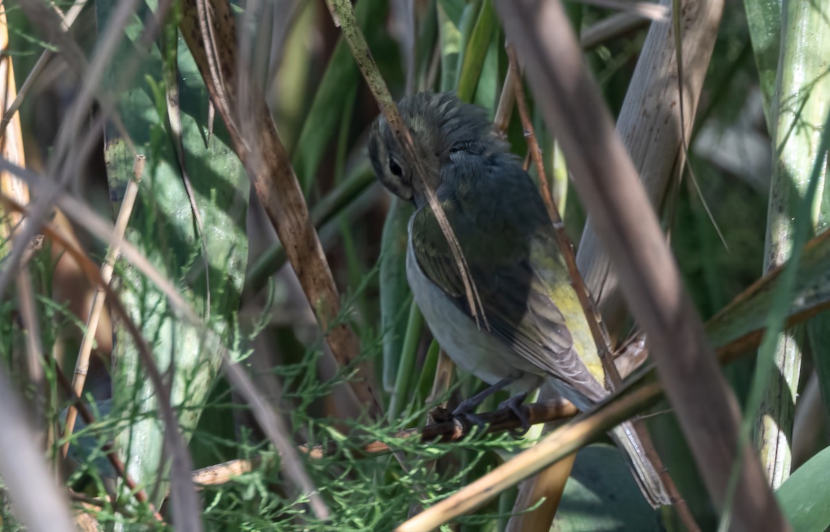 Tennessee Warbler - ML615689856