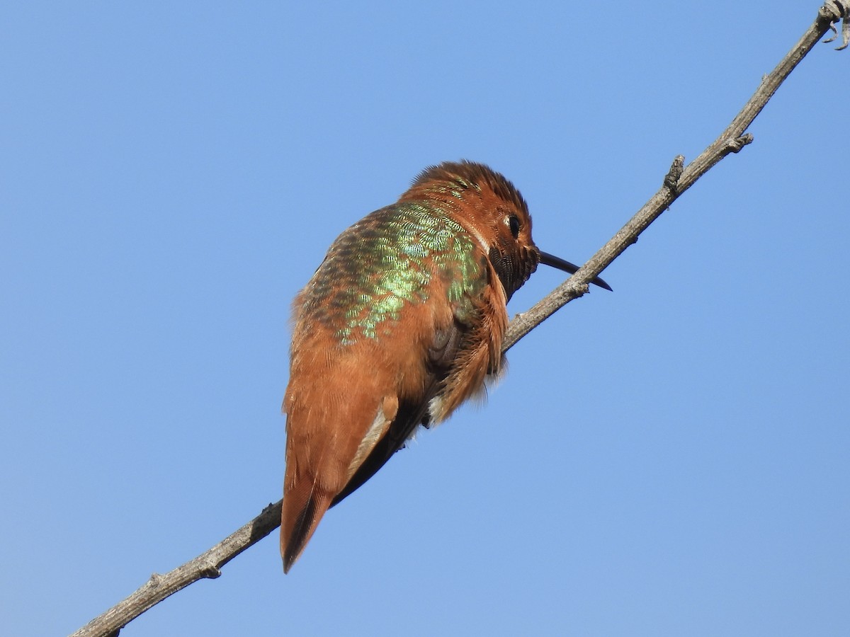 Allen's Hummingbird - Jenny Flexman