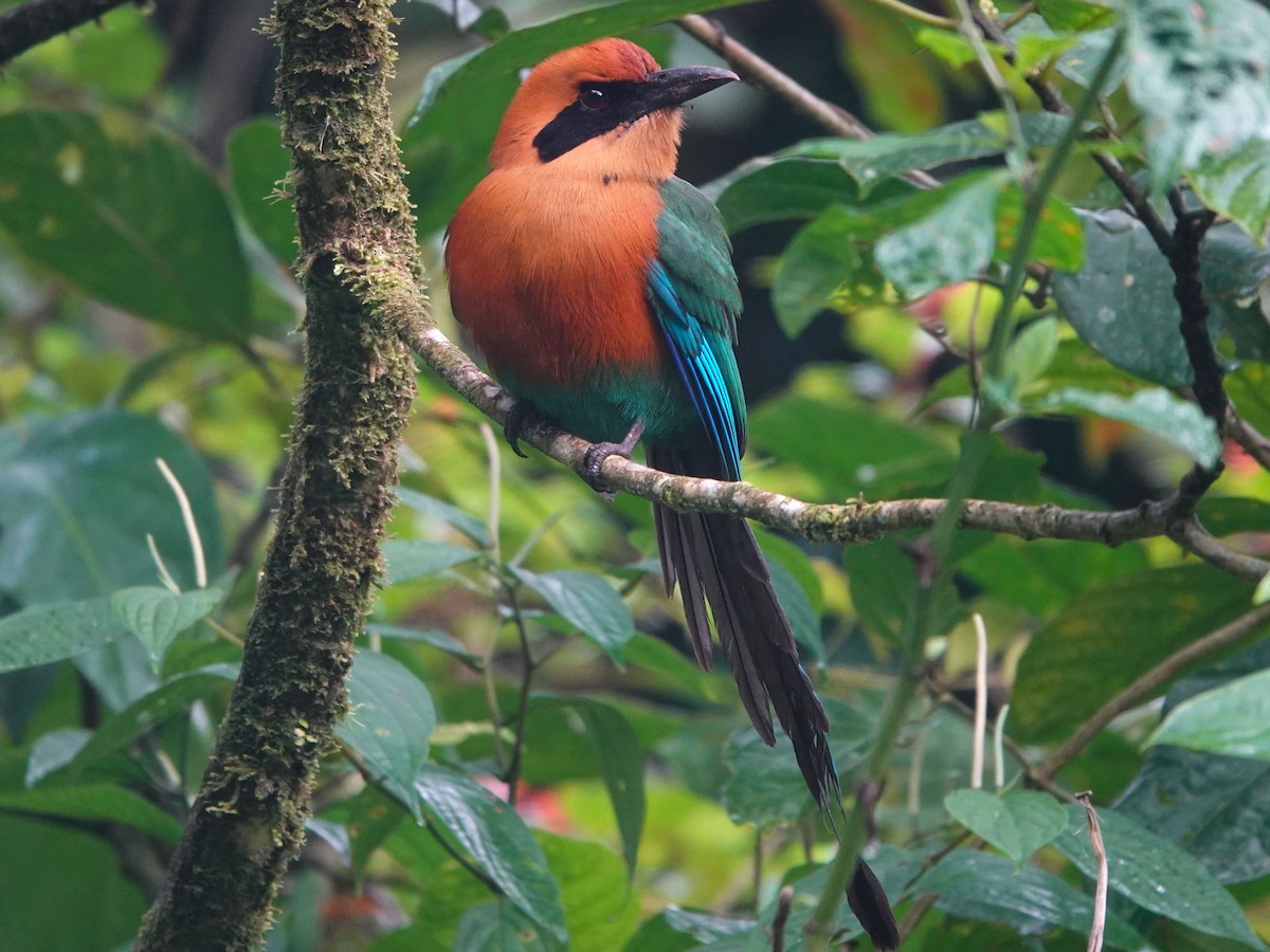 Rufous Motmot - ML615689881