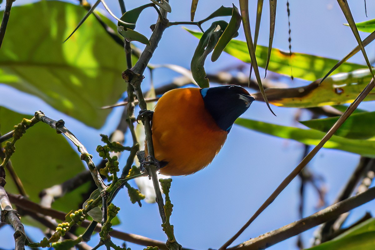 Elegant Euphonia - Kurt Gaskill