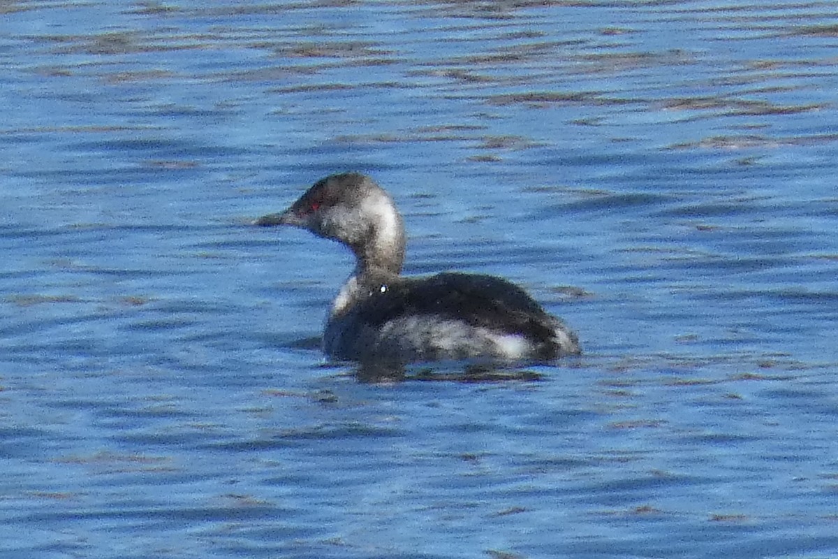 Horned Grebe - ML615689906