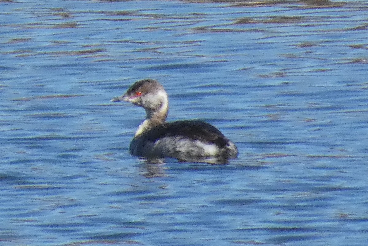 Horned Grebe - ML615689907