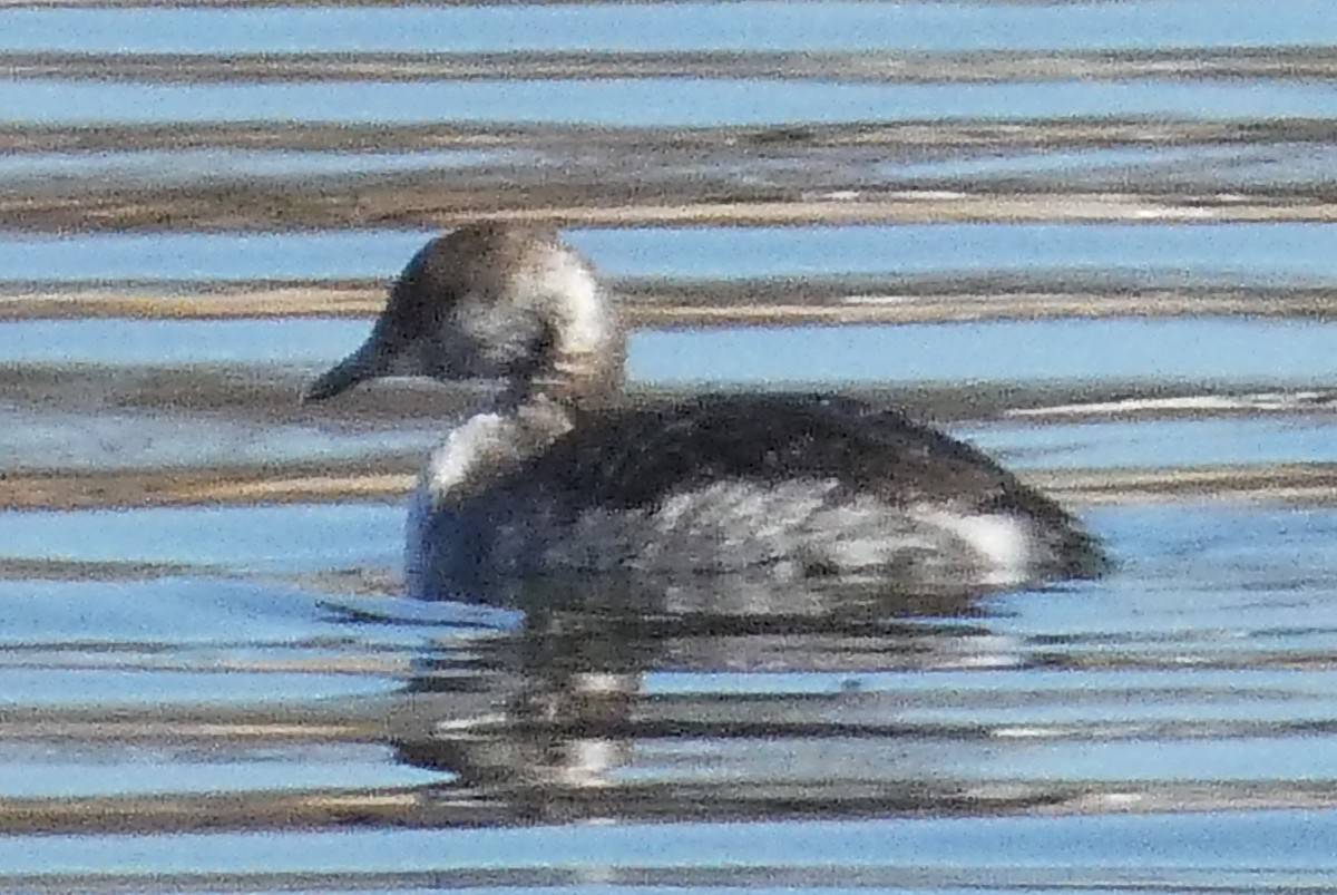 Horned Grebe - ML615689908