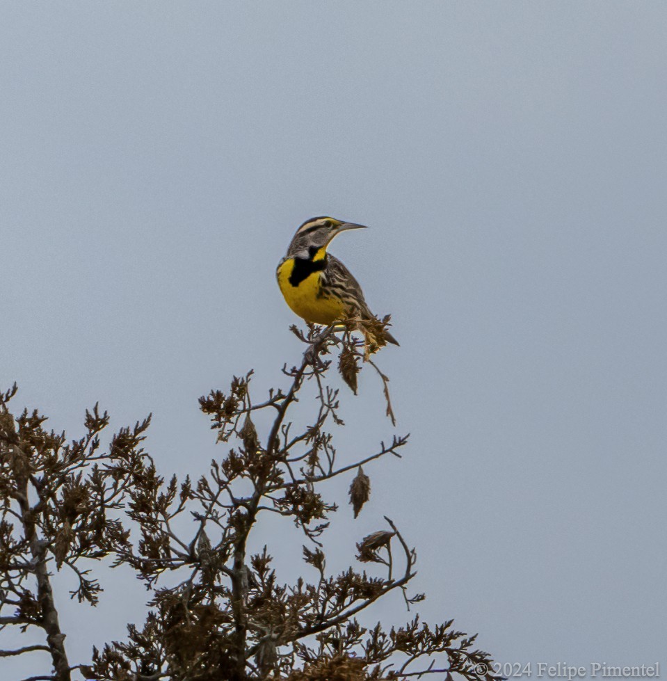 Eastern Meadowlark - Felipe Pimentel