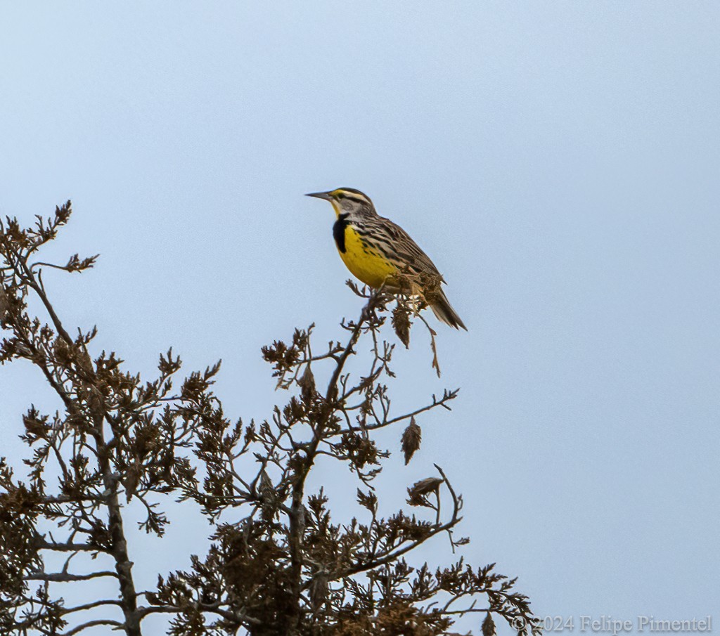 Eastern Meadowlark - ML615689911