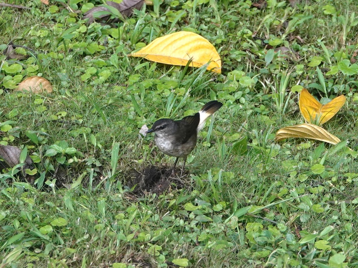 Buff-rumped Warbler - ML615689914