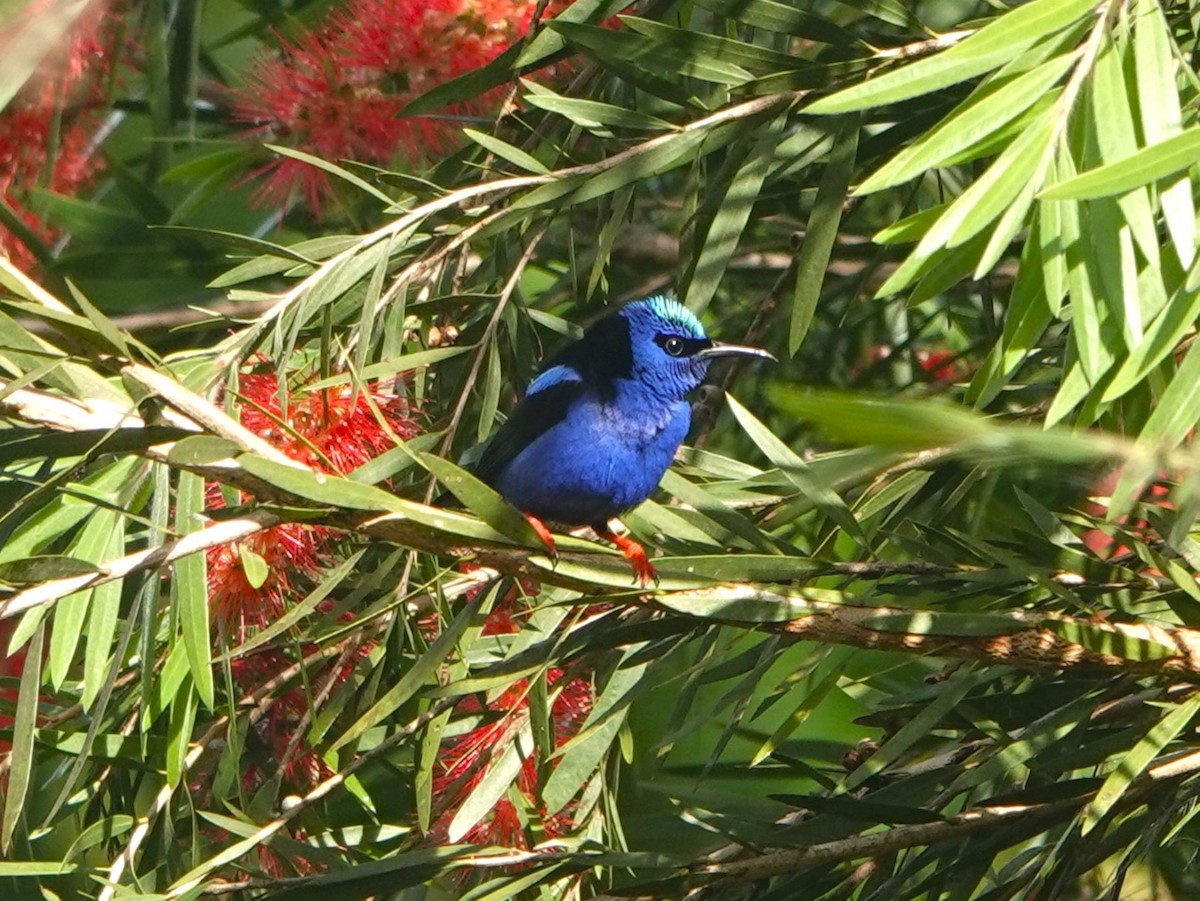 Red-legged Honeycreeper - ML615689916