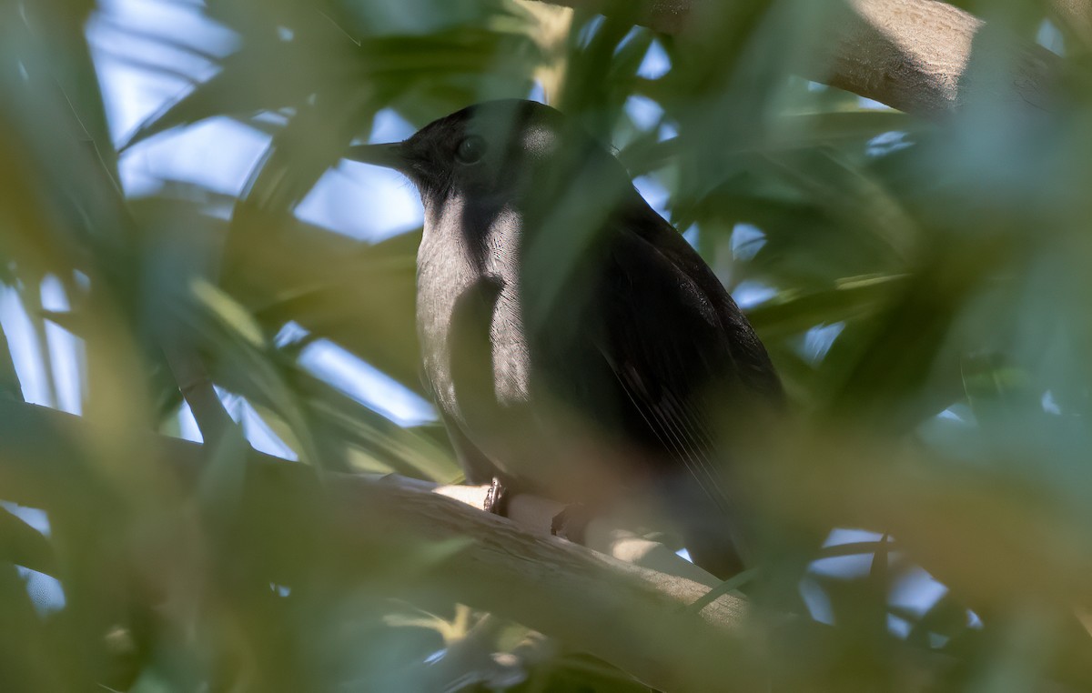 Gray Catbird - ML615689931