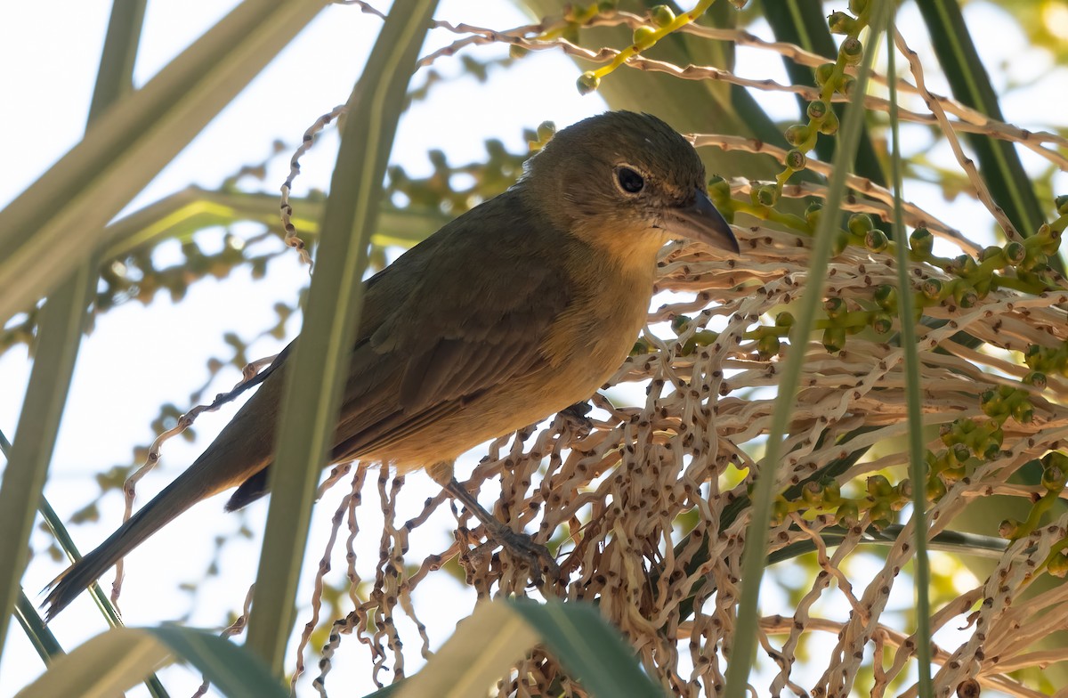 Summer Tanager - ML615689943