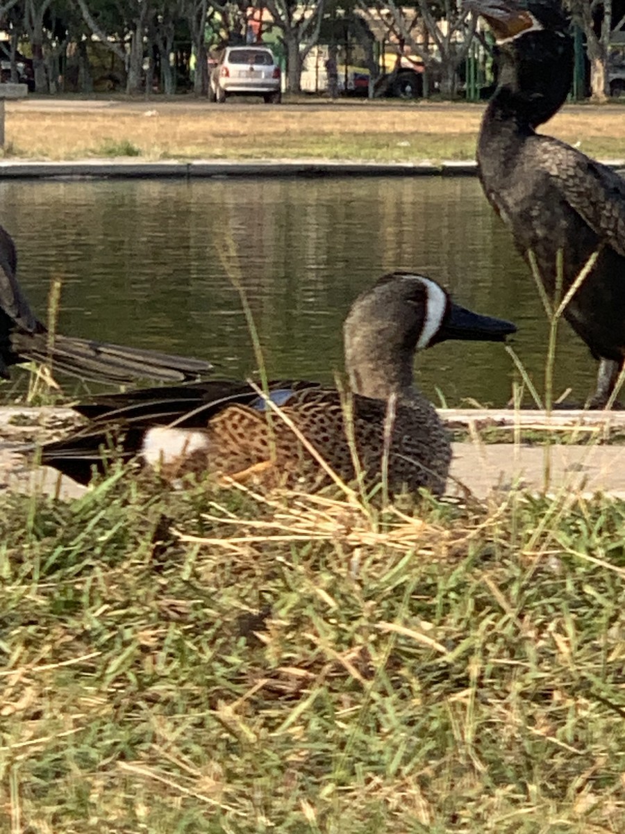 Blue-winged Teal - ML615689946