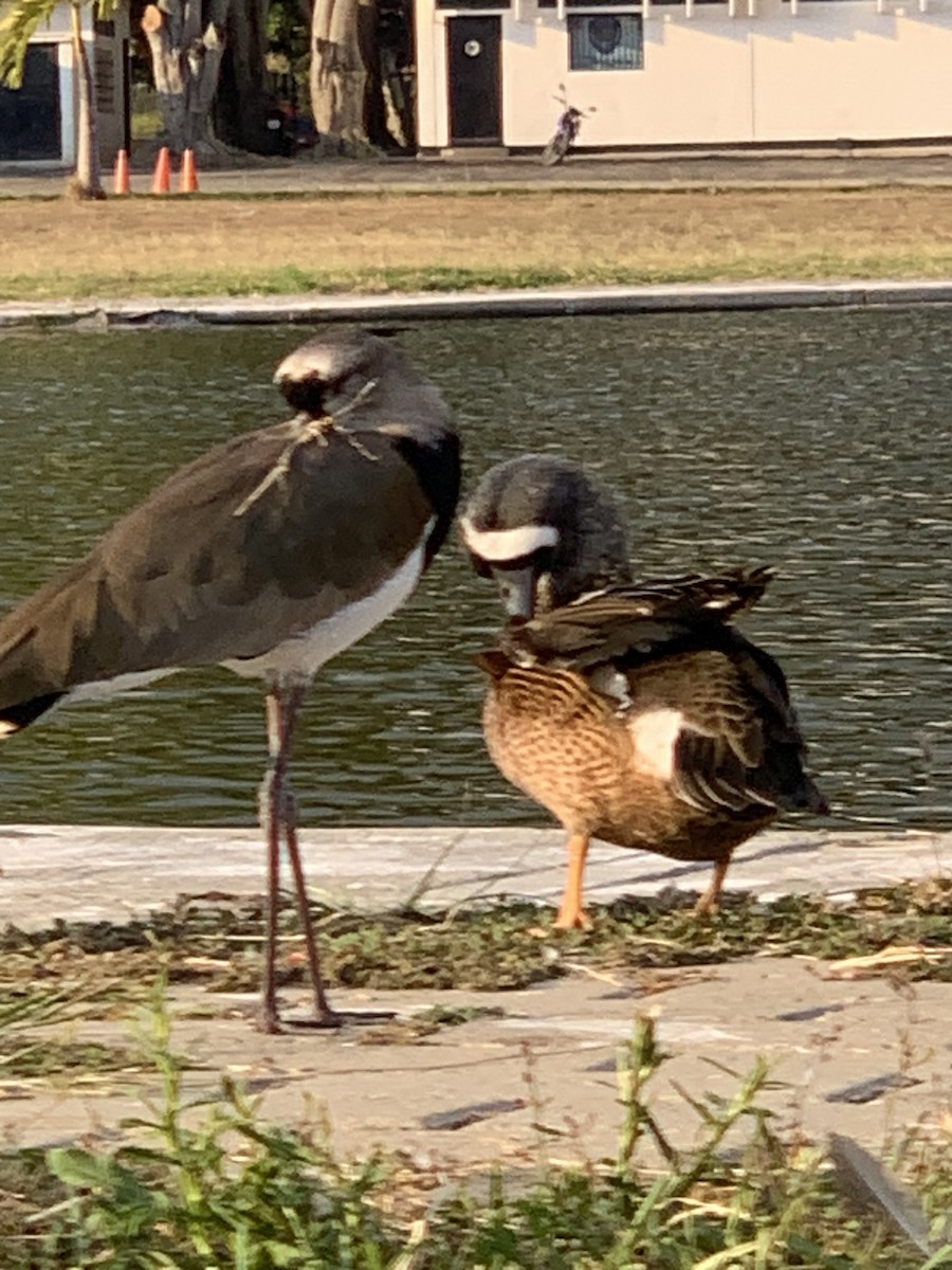 Blue-winged Teal - ML615689947