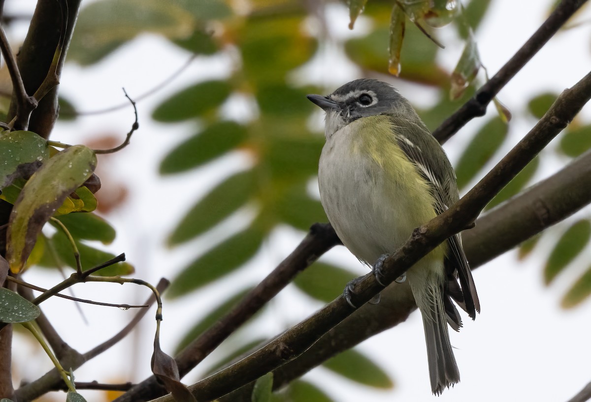 Blue-headed Vireo - John Sterling