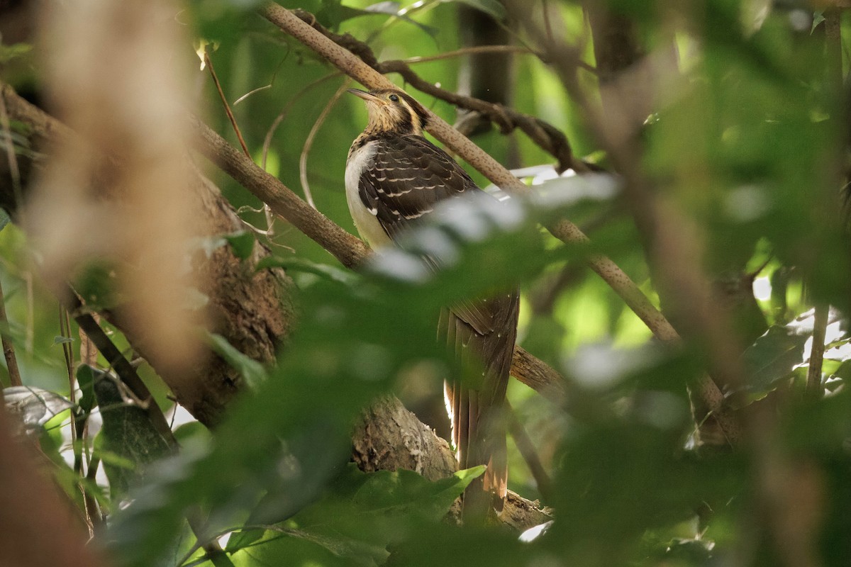 Pheasant Cuckoo - ML615690025