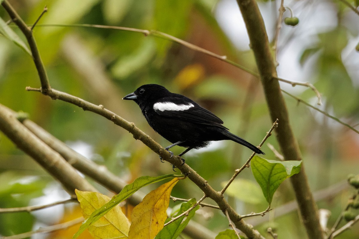 White-shouldered Tanager - ML615690031