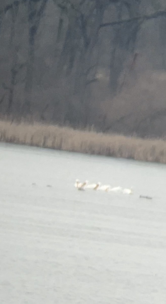 American White Pelican - ML615690052