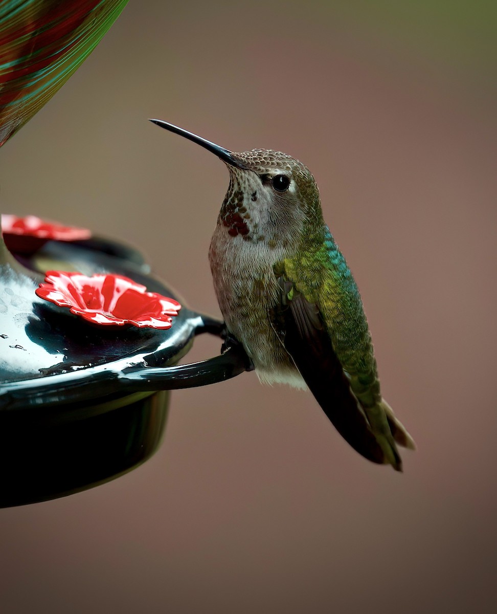 Anna's Hummingbird - ML615690070