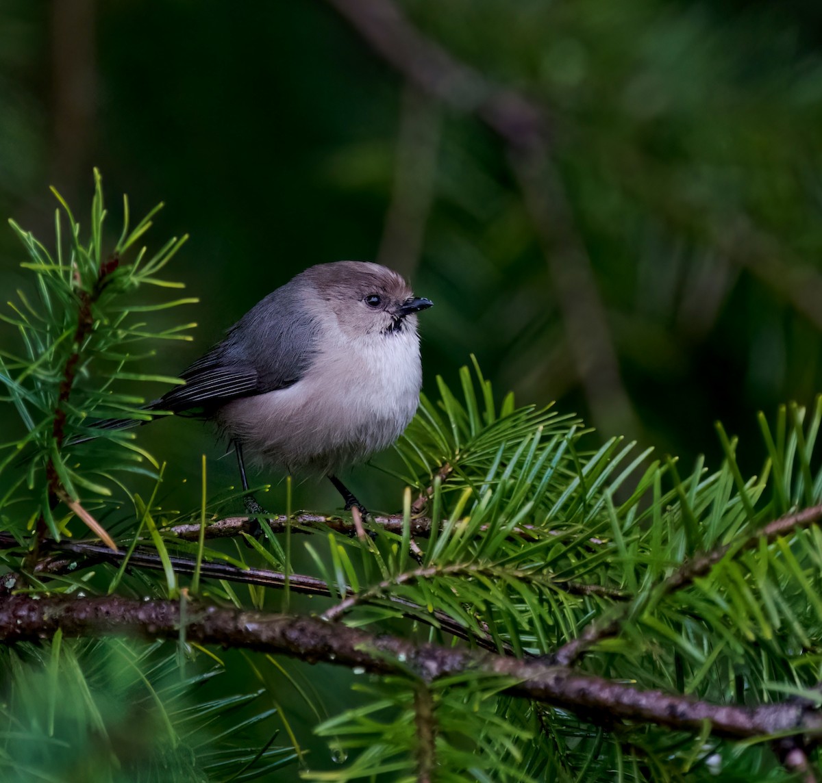 Bushtit - ML615690098