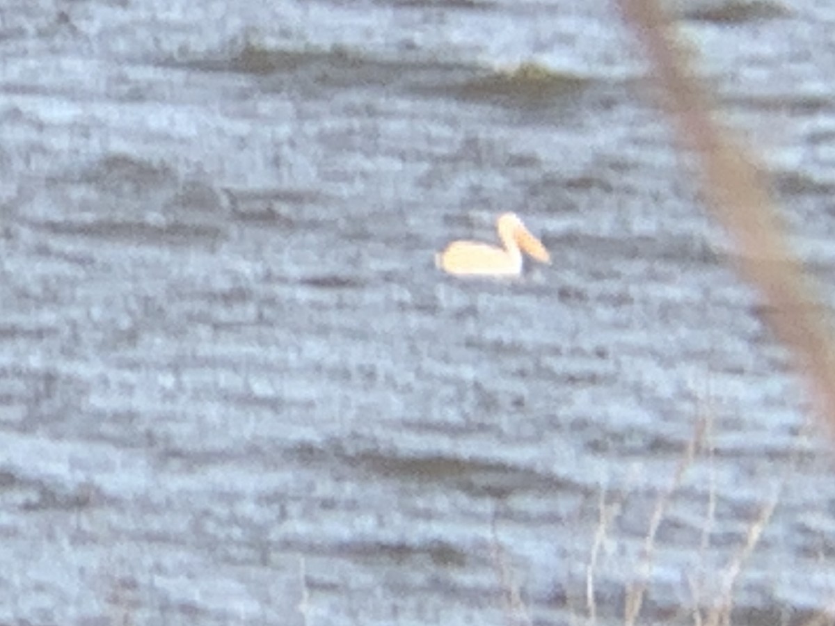 American White Pelican - August Palmer