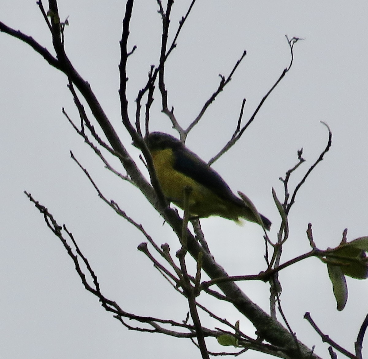 Fawn-breasted Tanager - Sally Bergquist