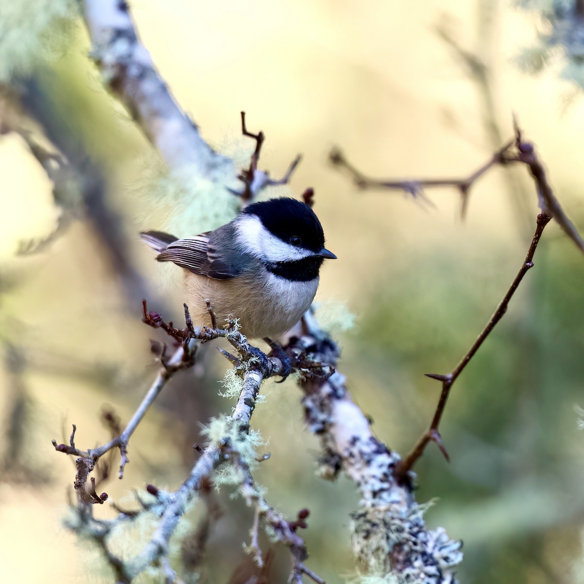 Black-capped Chickadee - ML615690162