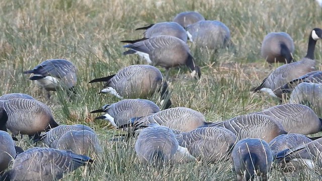Cackling Goose - ML615690164
