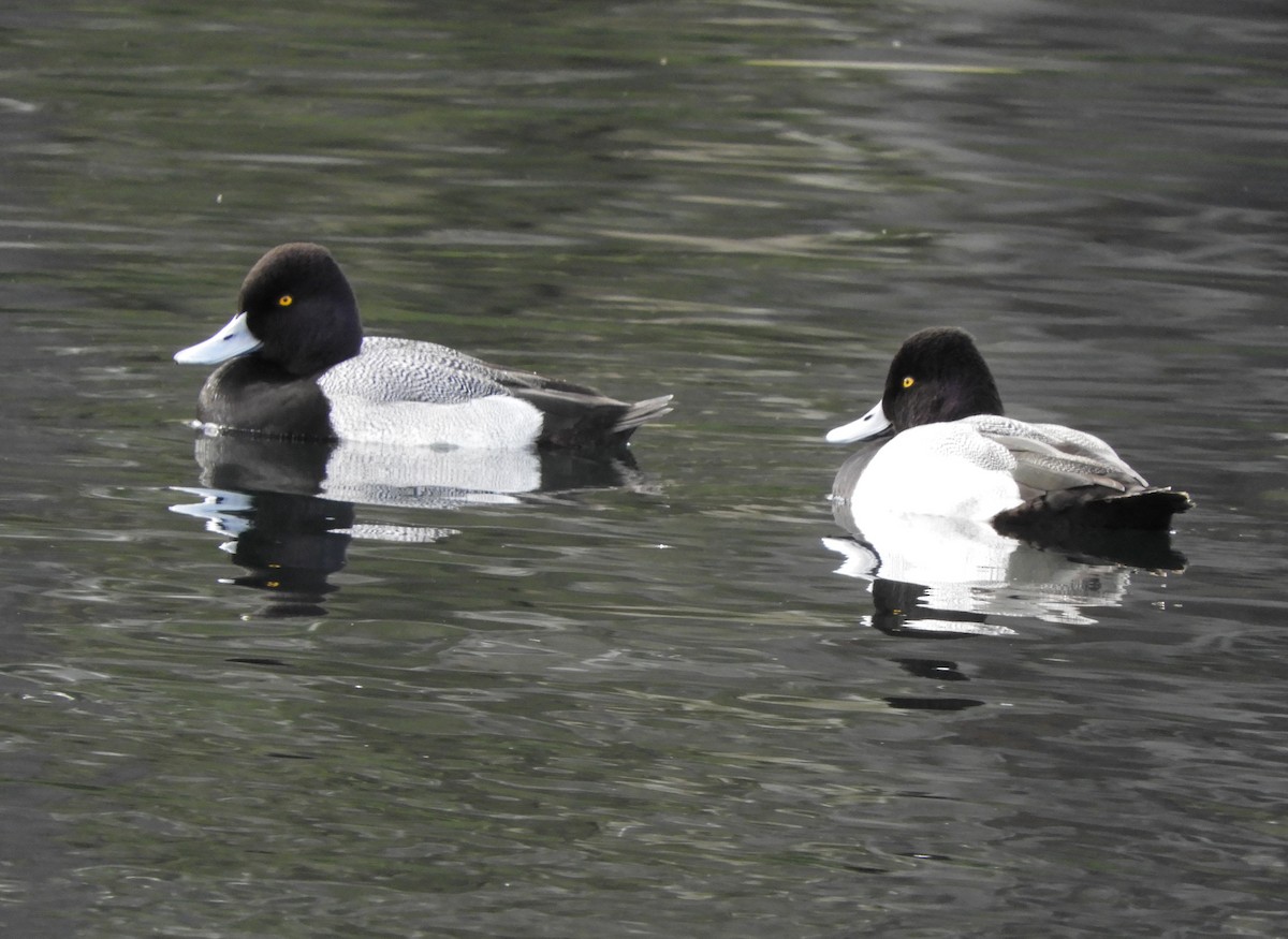 Lesser Scaup - ML615690190