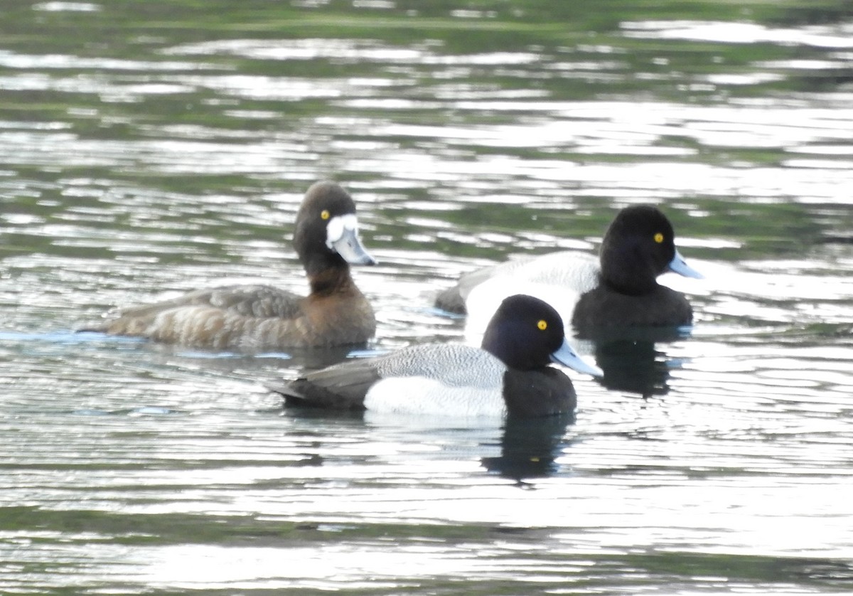 Lesser Scaup - ML615690195