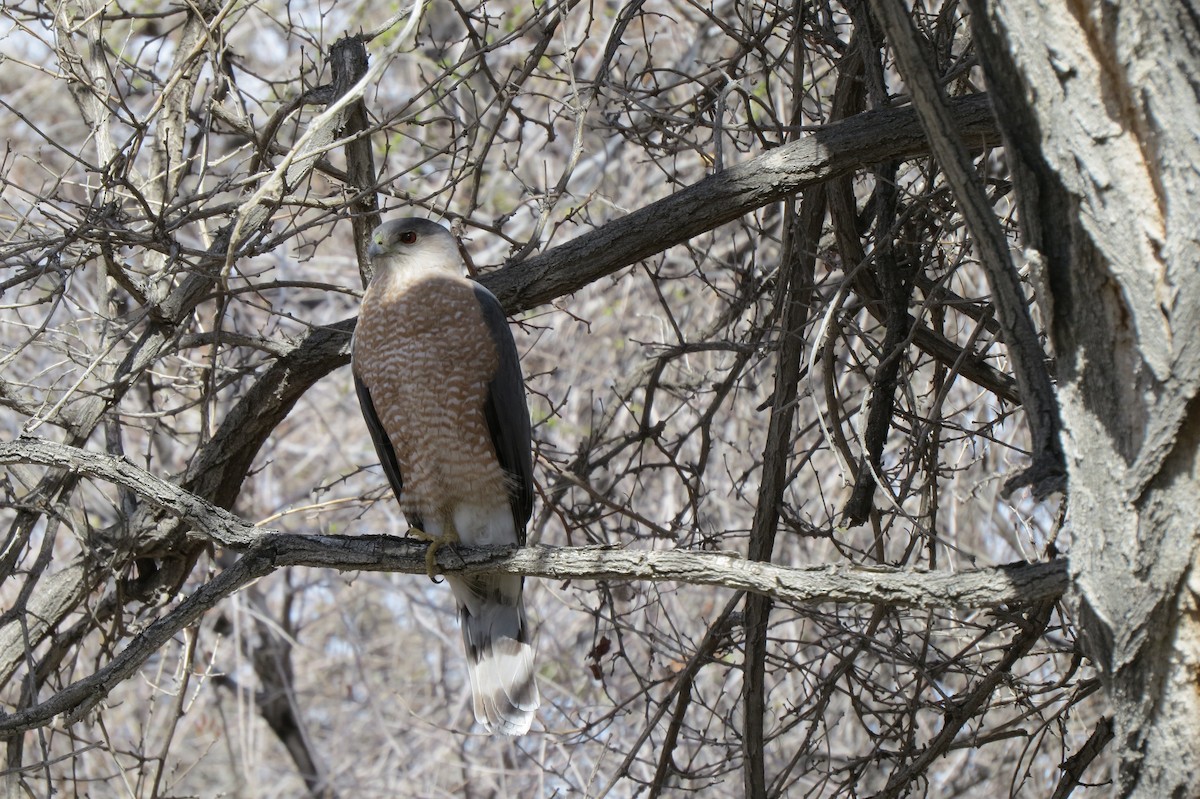 Cooper's Hawk - ML615690205