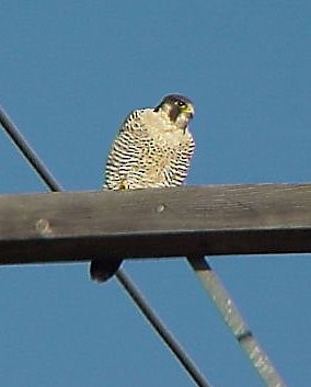 Peregrine Falcon - Muskoka Bird Records Data