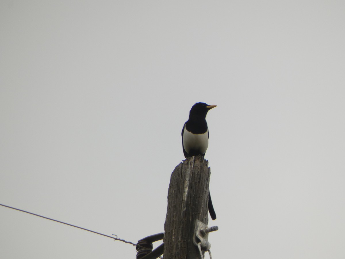 Yellow-billed Magpie - ML615690212