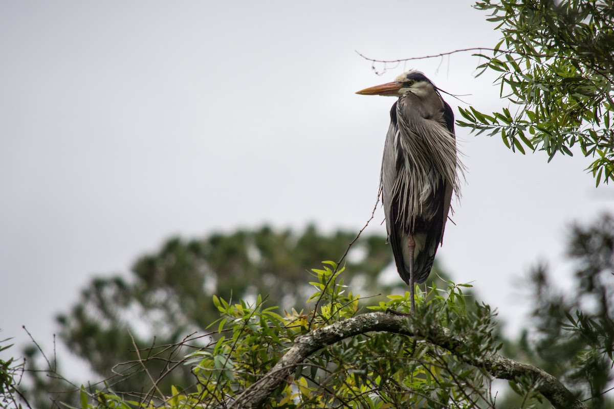 Great Blue Heron (Great Blue) - Leon  Graber