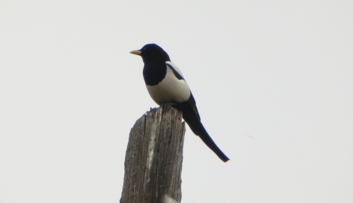 Yellow-billed Magpie - ML615690225