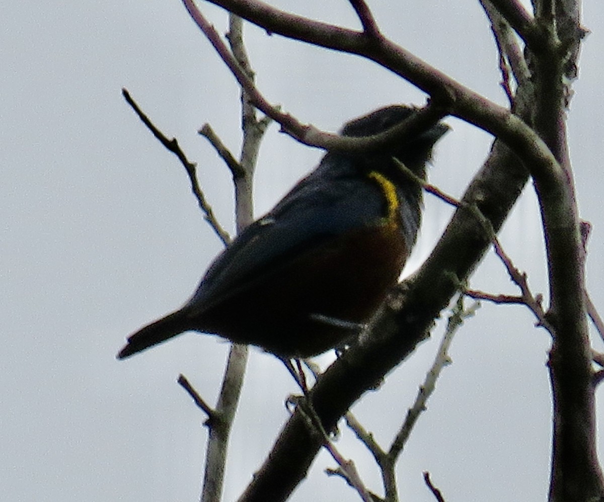 Chestnut-bellied Euphonia - Sally Bergquist