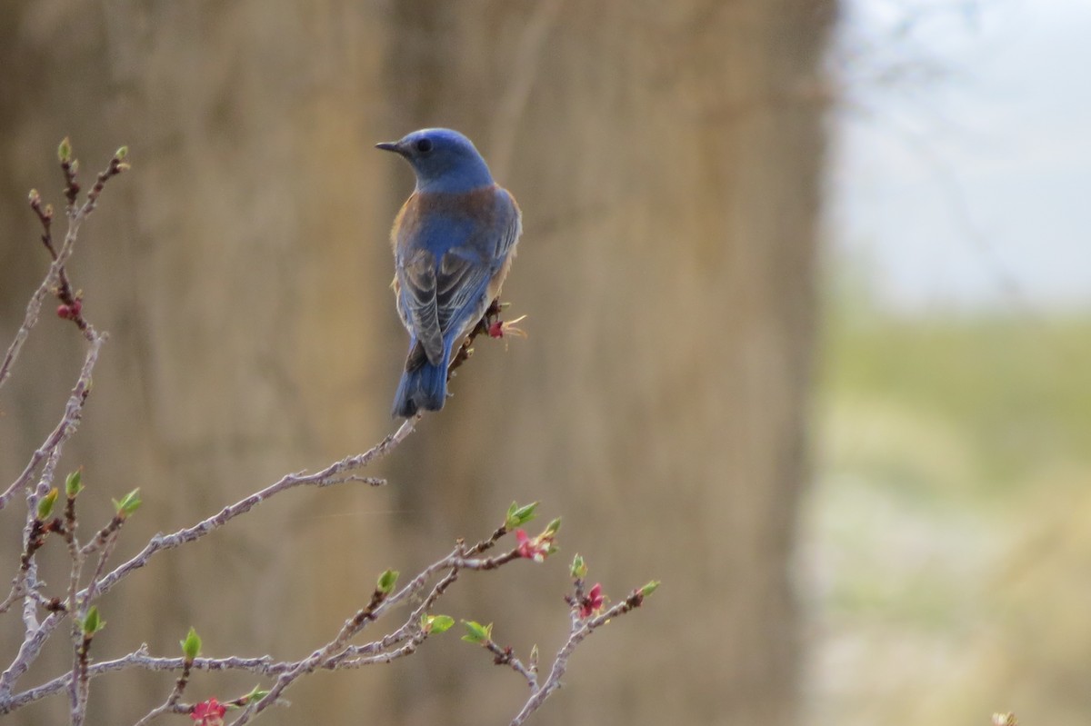 Western Bluebird - ML615690232