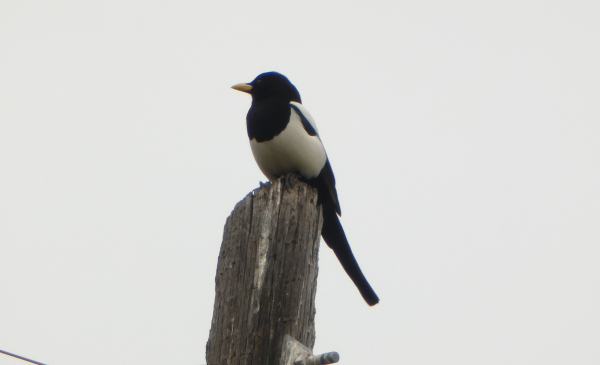 Yellow-billed Magpie - ML615690237