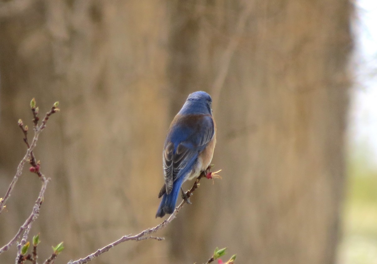 Western Bluebird - ML615690243