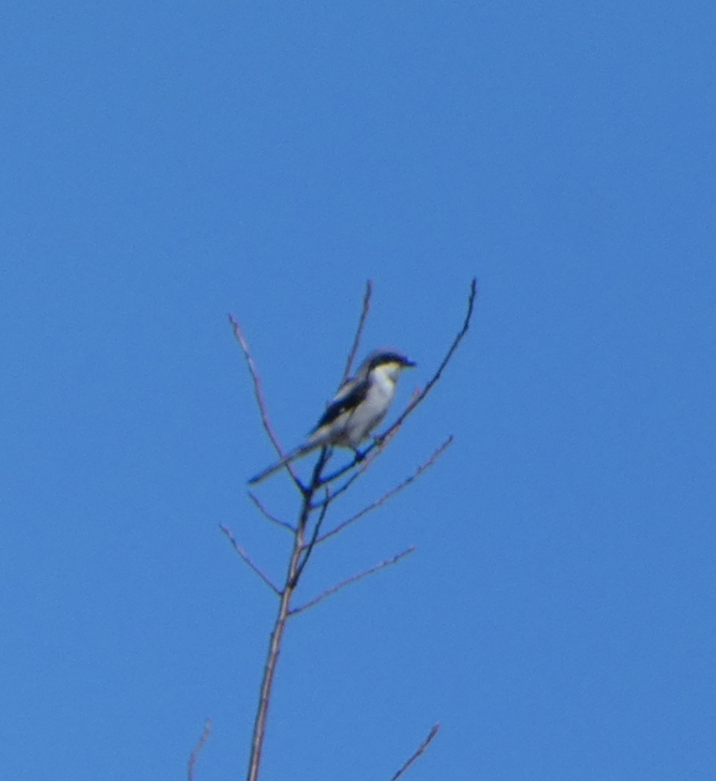 Loggerhead Shrike - ML615690253